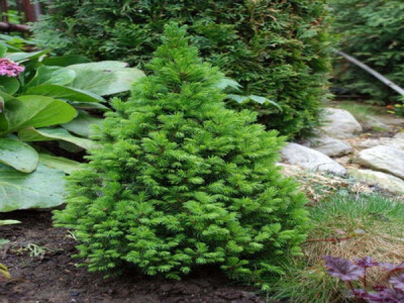 Ель канадская (Picea glauca) «Conica»